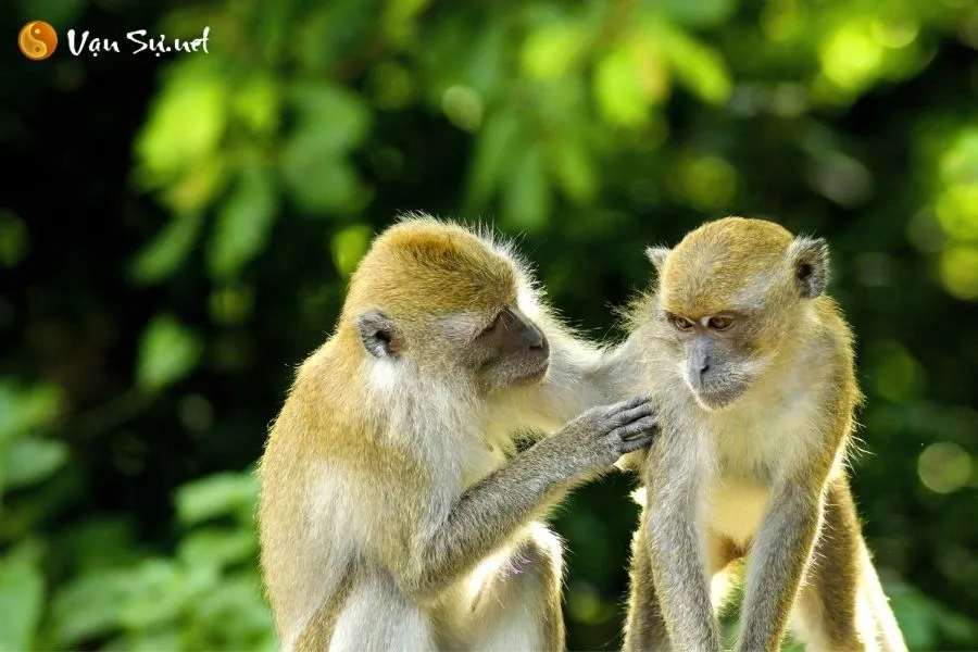 Nằm mơ thấy khỉ là điềm báo gì? Ý nghĩa tốt hay xấu?