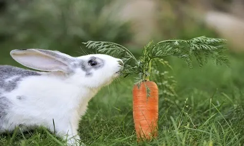 Ngủ mơ thấy thỏ tốt hay xấu? Luận giải chi tiết điềm báo tương lai