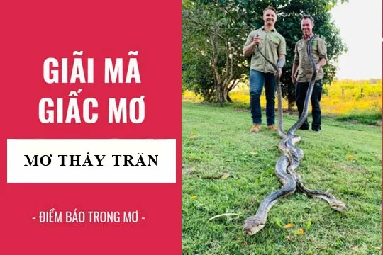 Ngủ mơ thấy trăn Điềm báo và những bí ẩn trong tương lai