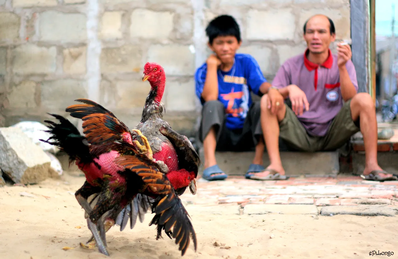 Xem tướng gà chọi qua màu chân và màu lông