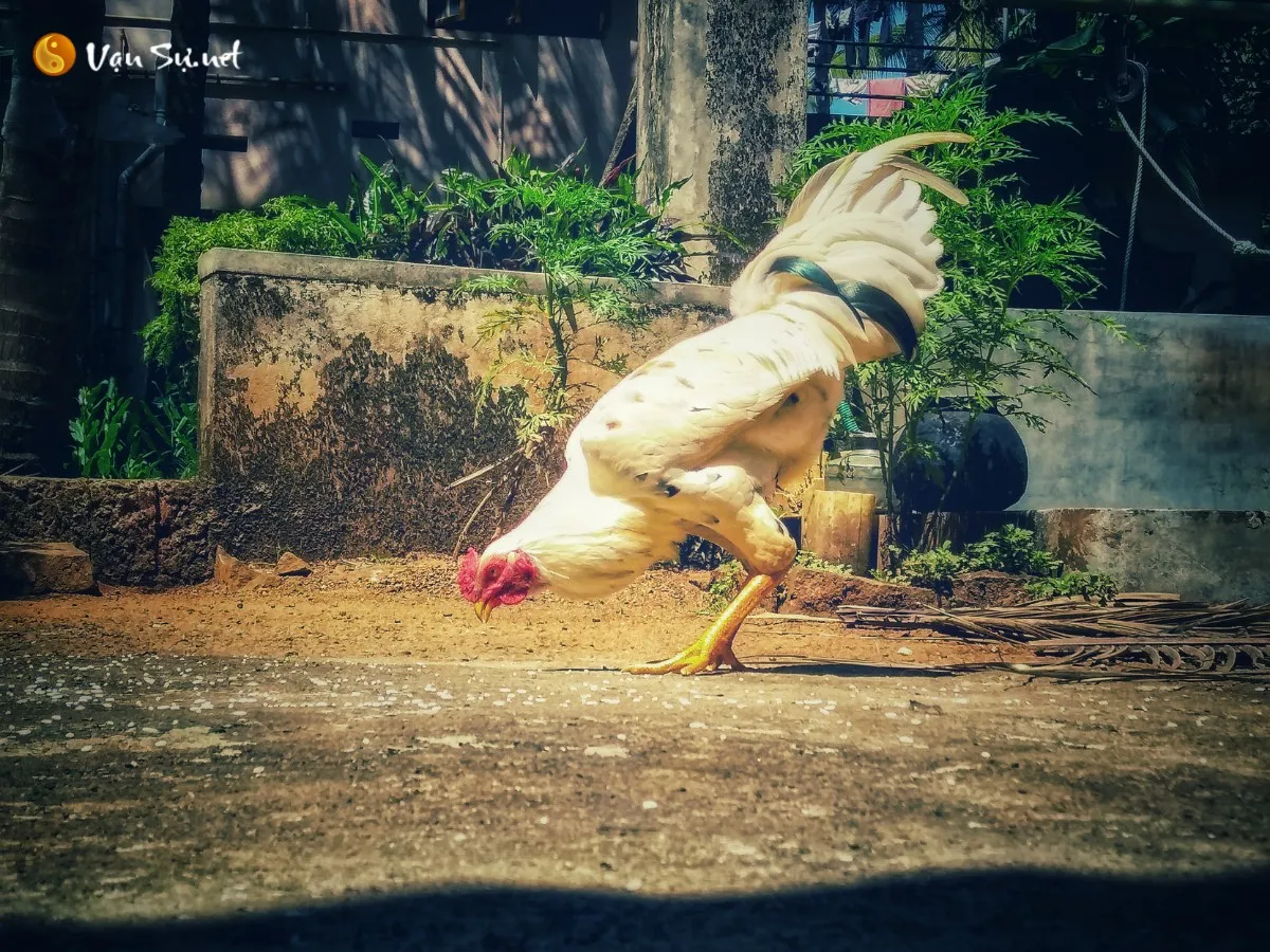 Xem tướng gà chọi qua màu chân và màu lông