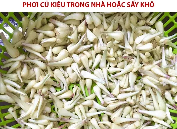 Cách làm dưa kiệu không cần phơi nắng vẫn trắng phau, giòn ngon khó cưỡng